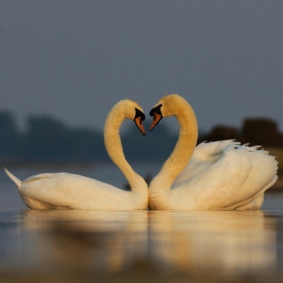 Labuť veľk&aacute; (Cygnus olor)