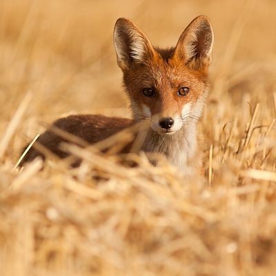 L&iacute;&scaron;ka hrdzav&aacute; (Vulpes vulpes)