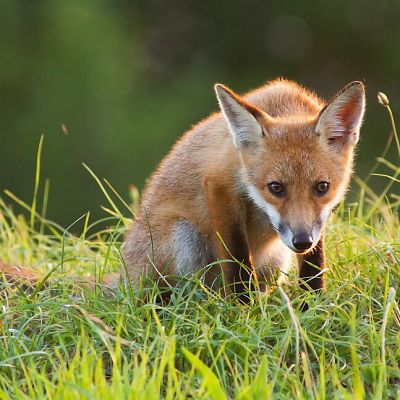 L&iacute;&scaron;ka hrdzav&aacute; (Vulpes vulpes)