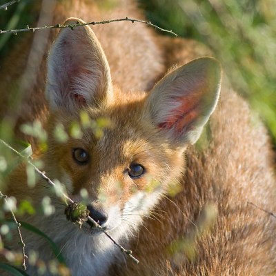L&iacute;&scaron;ka hrdzav&aacute; (Vulpes vulpes)