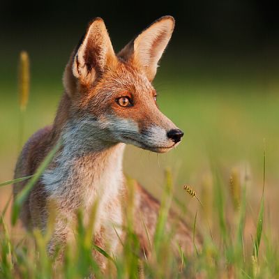 L&iacute;&scaron;ka hrdzav&aacute; (Vulpes vulpes)