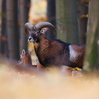 Mufl&oacute;n lesn&yacute; (Ovis musimon)