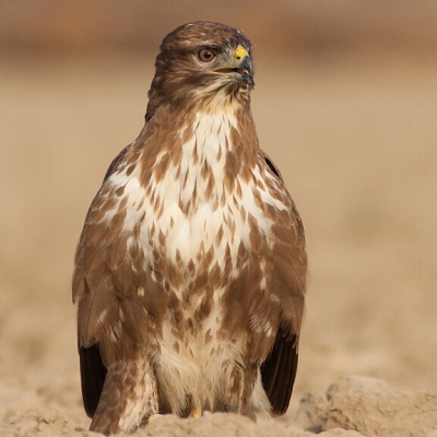 My&scaron;iak lesn&yacute; (Buteo buteo)