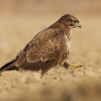 My&scaron;iak lesn&yacute; (Buteo buteo)