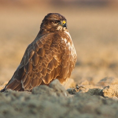 My&scaron;iak lesn&yacute; (Buteo buteo)