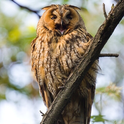 My&scaron;iarka u&scaron;at&aacute; (Asio Otus)