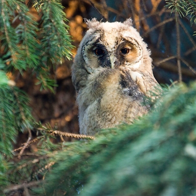 My&scaron;iarka u&scaron;at&aacute; (Asio Otus)