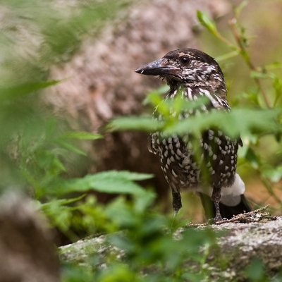 Ore&scaron;nica perlav&aacute; (Nucifraga caryocatactes)