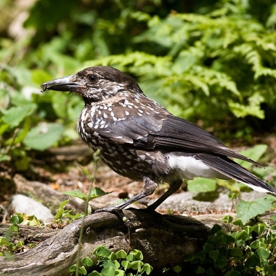 Ore&scaron;nica perlav&aacute; (Nucifraga caryocatactes)