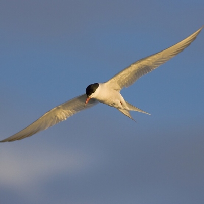 Ryb&aacute;r riečny (Sterna hirundo)