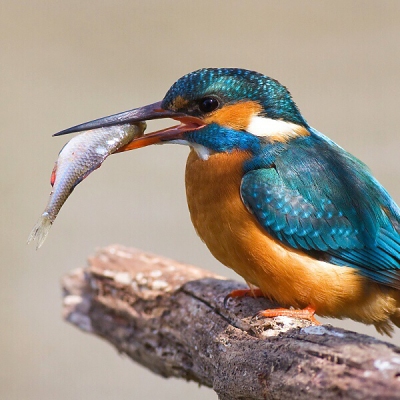 Ryb&aacute;rik riečny (Alcedo atthis)