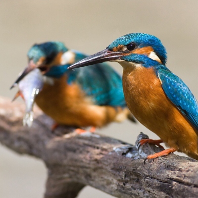Ryb&aacute;rik riečny (Alcedo atthis)