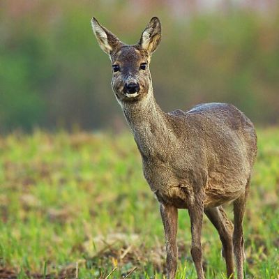 Srnec lesn&yacute; (Capreolus capreolus)