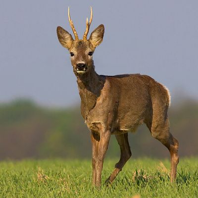Srnec lesn&yacute; (Capreolus capreolus)