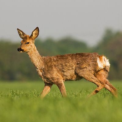 Srnec lesn&yacute; (Capreolus capreolus)