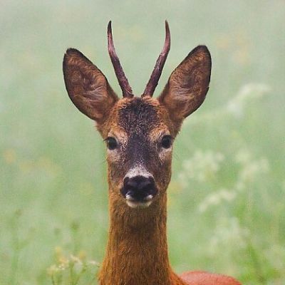 Srnec lesn&yacute; (Capreolus capreolus)