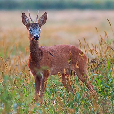 Srnec lesn&yacute; (Capreolus capreolus)