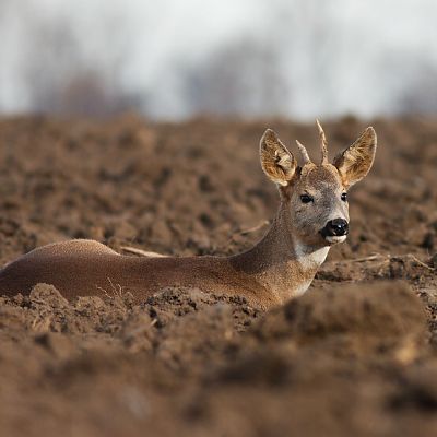Srnec lesn&yacute; (Capreolus capreolus)