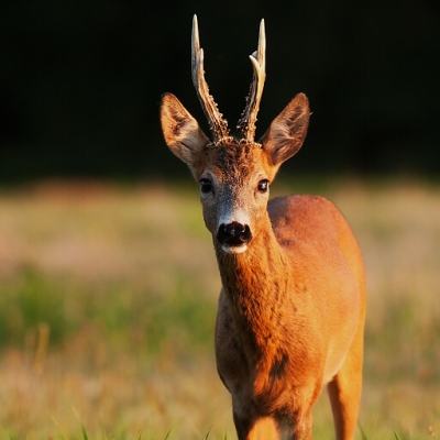 Srnec lesn&yacute; (Capreolus capreolus)