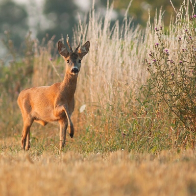 Srnec lesn&yacute; (Capreolus capreolus)