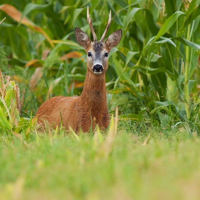 Srnec lesn&yacute; (Capreolus capreolus)