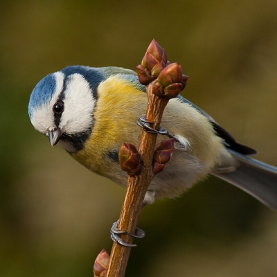S&yacute;korka belas&aacute; (Parus caeruleus)