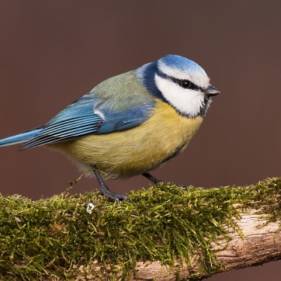 S&yacute;korka belas&aacute; (Parus caeruleus)