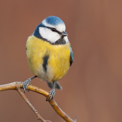 S&yacute;korka belas&aacute; (Parus caeruleus)