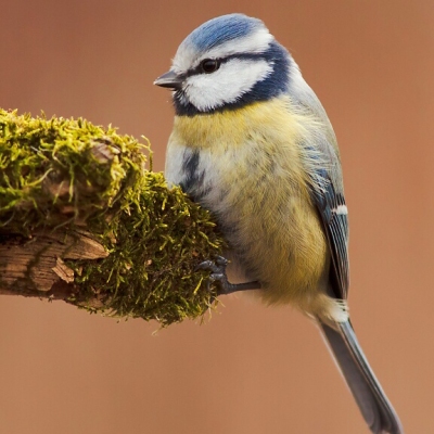 S&yacute;korka belas&aacute; (Parus caeruleus)