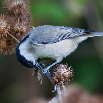 S&yacute;korka lesklohlav&aacute; (Parus palustris)