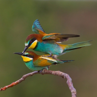 Včel&aacute;rik zlat&yacute; (Merops apiaster)