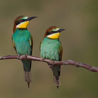 Včel&aacute;rik zlat&yacute; (Merops apiaster)