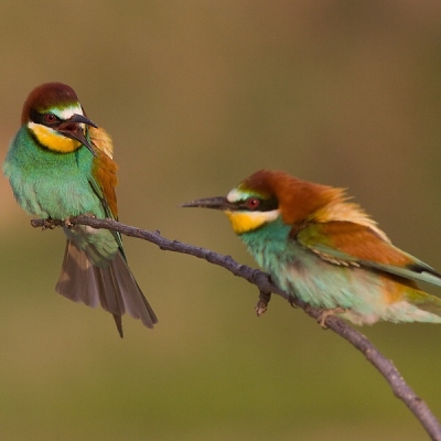 Včel&aacute;rik zlat&yacute; (Merops apiaster)