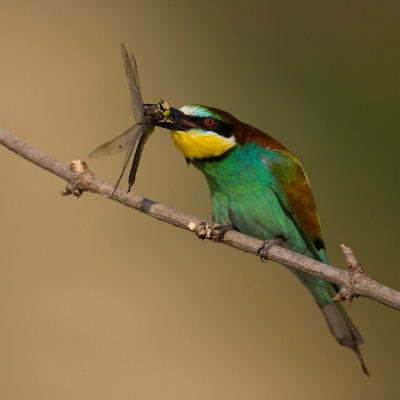Včel&aacute;rik zlat&yacute; (Merops apiaster)
