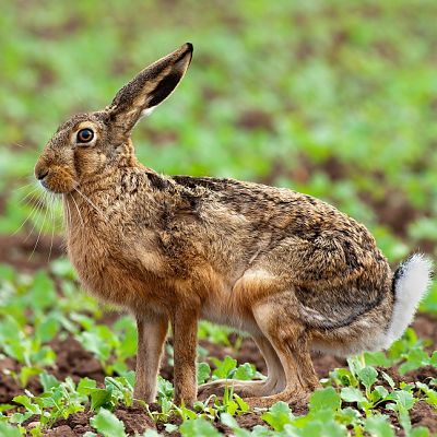 Zajac poľn&yacute; (Lepus europaeus)