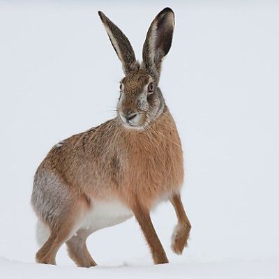 Zajac poľn&yacute; (Lepus europaeus)